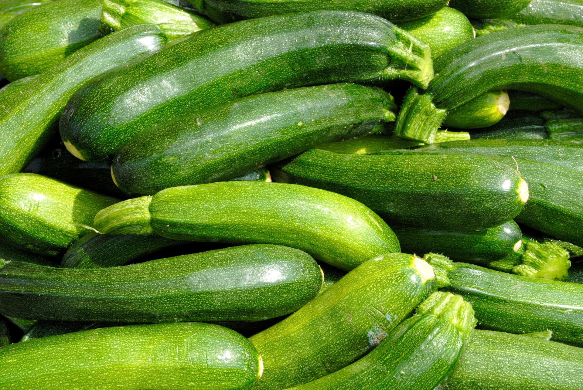 Courgette verte